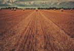 Predictive Analytics in Agriculture